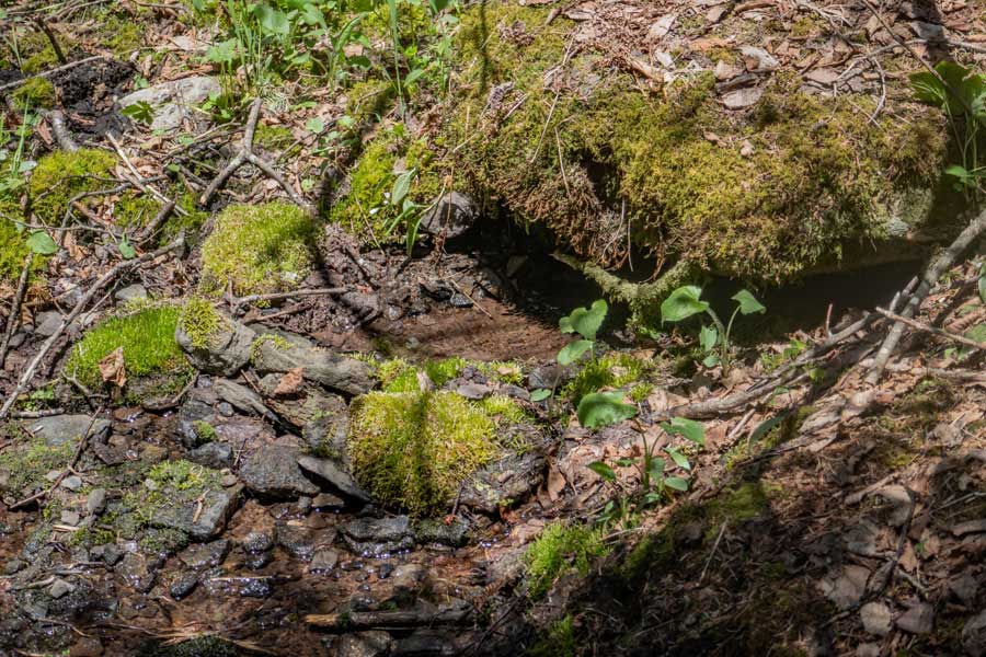 unreliable spring on the west side of West Kill Mountain