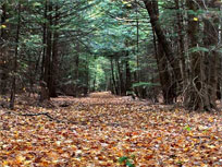 Kaaterskill rail trail