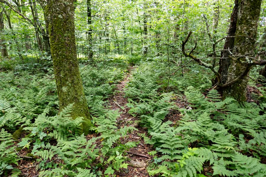 fern glades on Mill Brook Ridge Trail