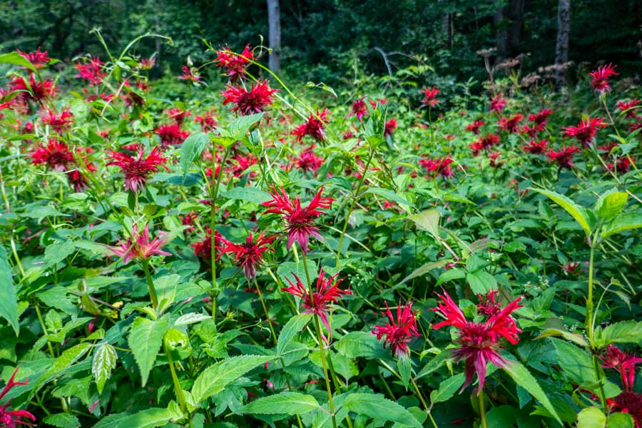 wild flowers at the northeast side of Alder Lake  