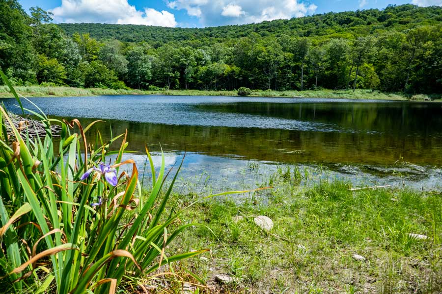 view of the beaver meadow, which is actually a pond.   
