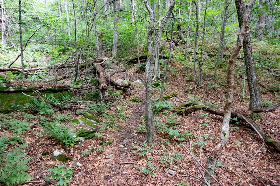 trail past the beaver meadow lean-to  