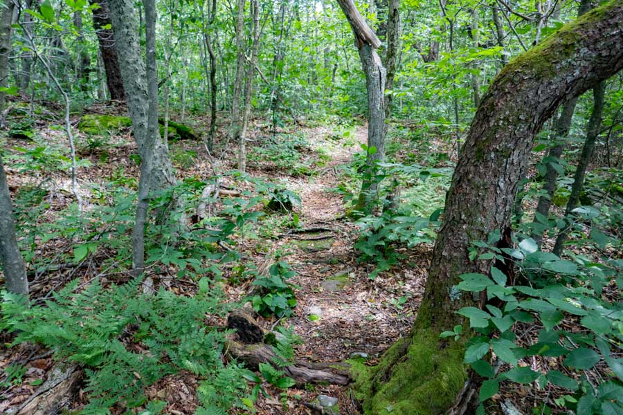 summit base of Mill Brook Ridge Mountain