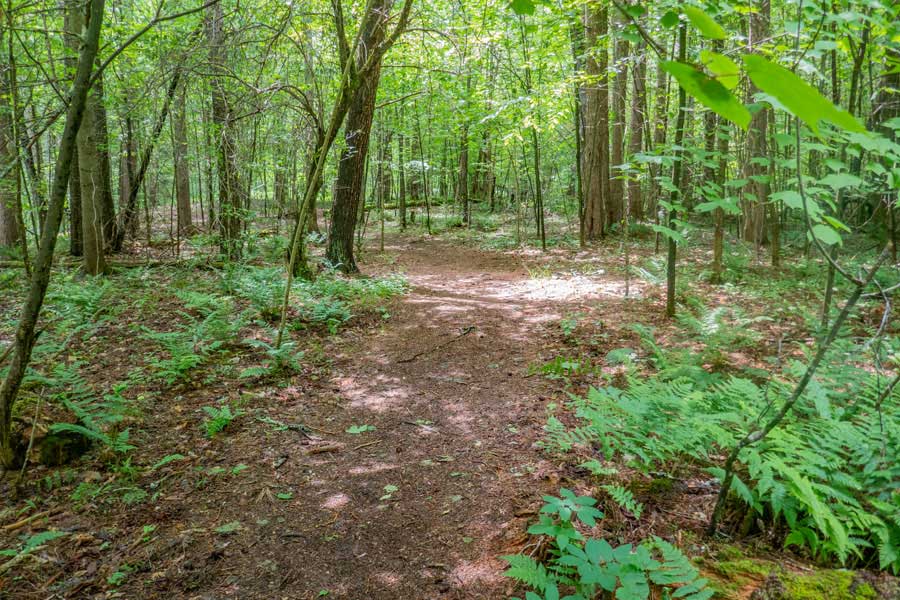 beginning of the Kelly Hollow Loop