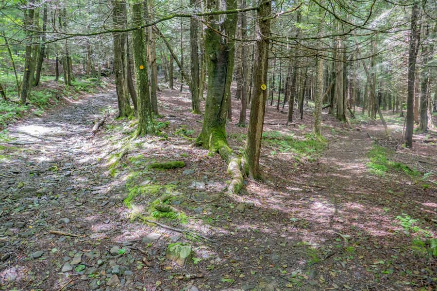side path to the second primitive campsite on the Kelly Hollow Loop trail