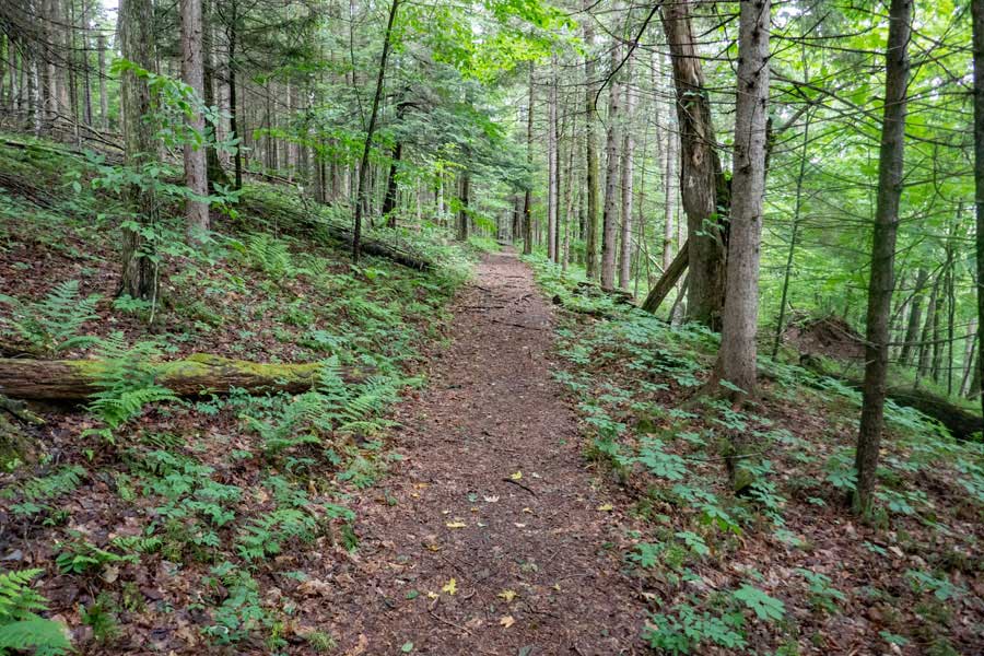 The west side of the upper loop of the Kelly Hollow Loop Trail