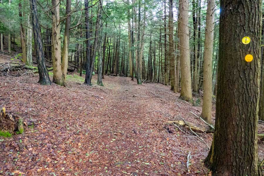 Kelly Hollow Lean-to in the conifer forest by the beaver pond