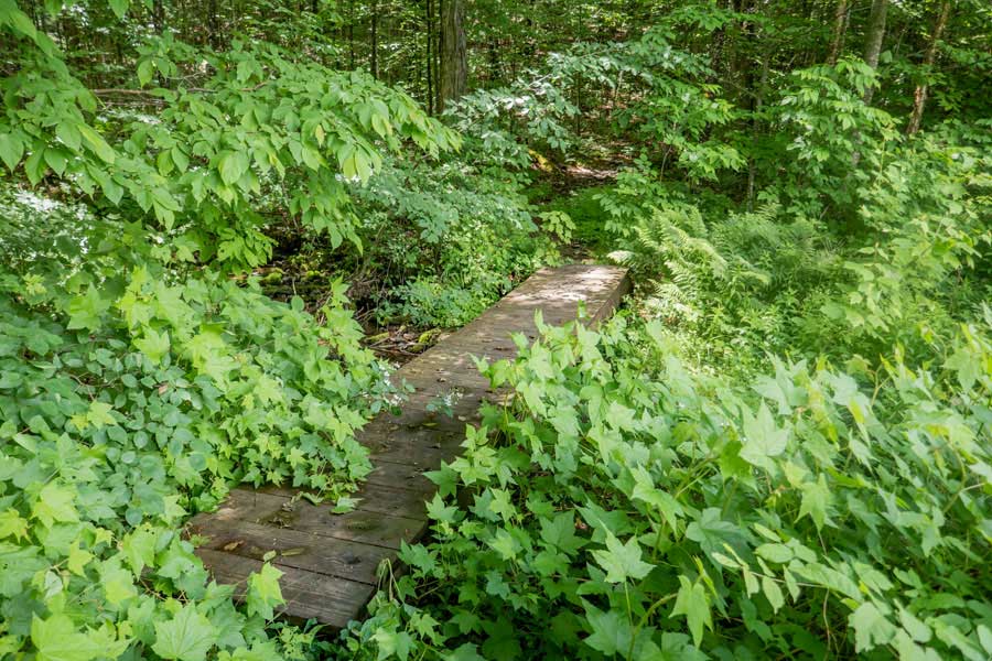 Trail half-way around the Beaver Pond on the Kelly Hollow Loop Trail