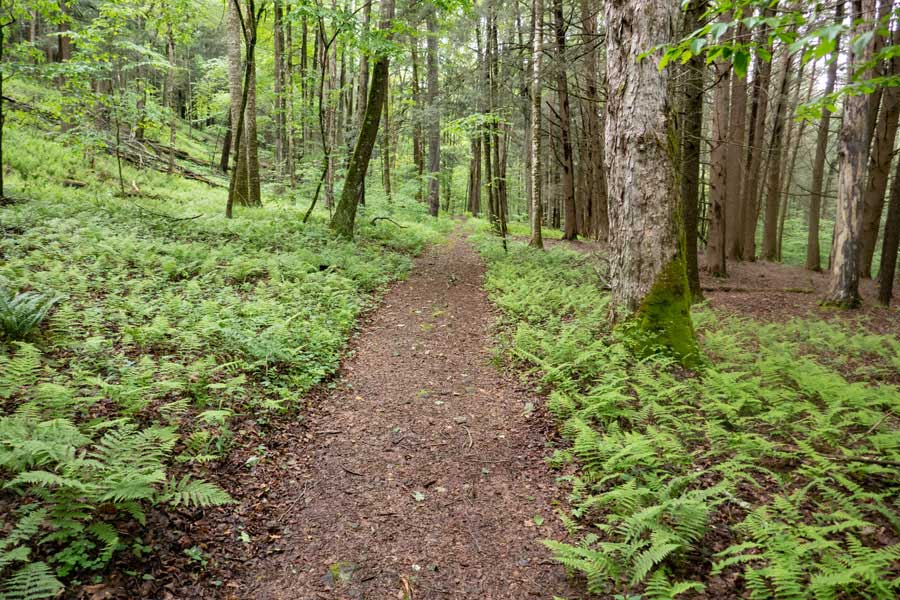 fern glades on the western leg of the Kelly Hollow Loop