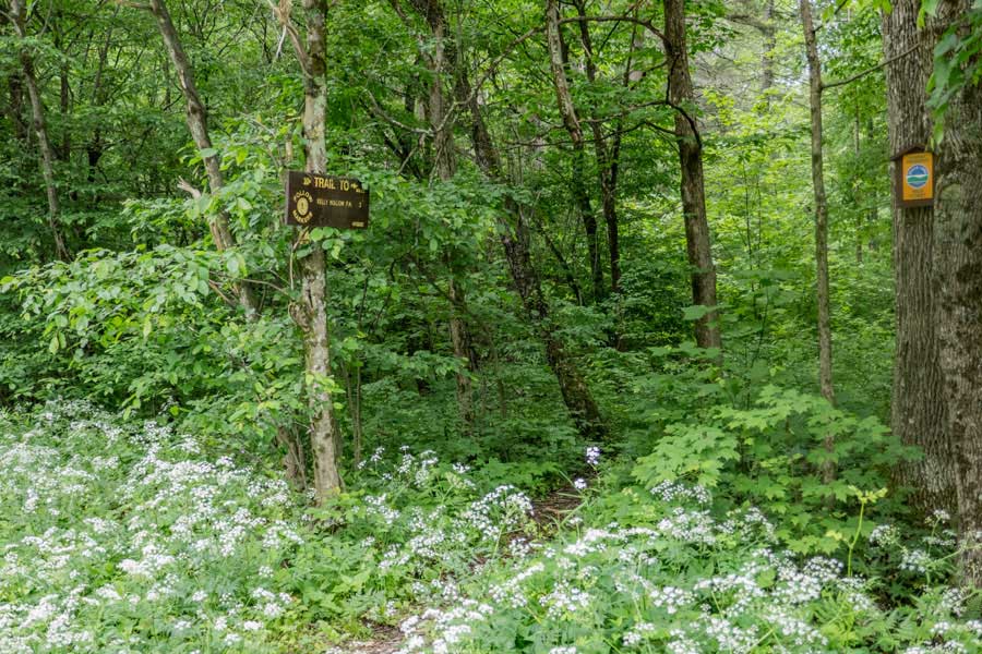 Short Loop trail between the two legs of the Kelly Hollow Loop