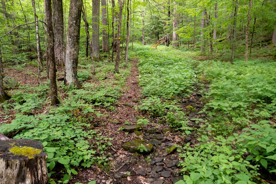 beginning of the trail to the Mill Brook Lean-to