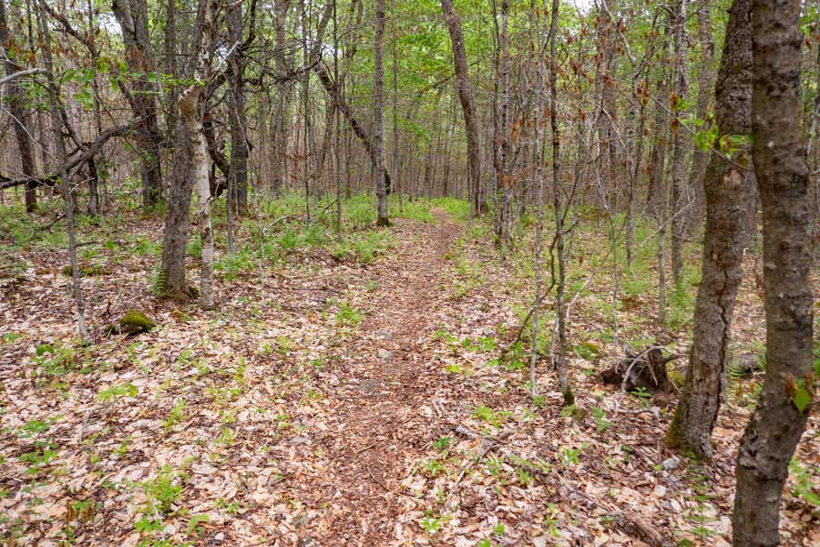 beginning of the Neversink-HardenburghTrail