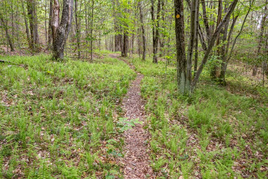 beginning of hike on the Neversink-HardenburghTrail