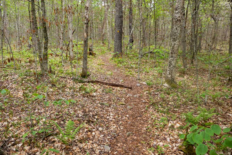 Trail between the second bridge and the Beaver Kill Brook