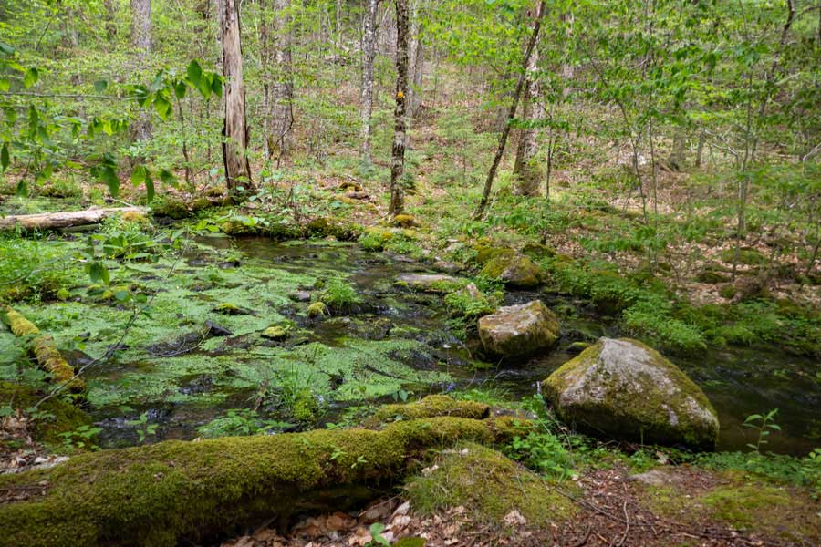 Slimy Green Creek on the Neversink-HardenburghTrail