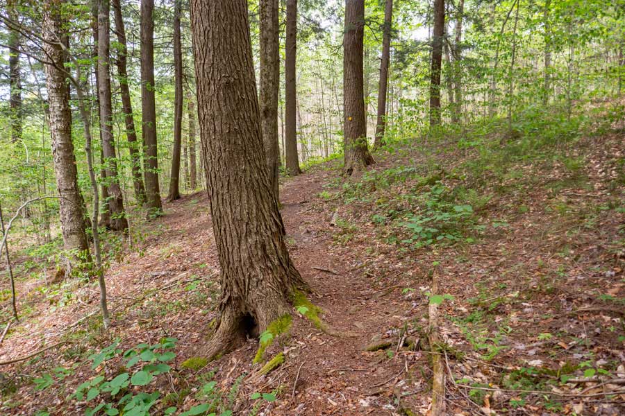 conifer forest on the Neversink-HardenburghTrail