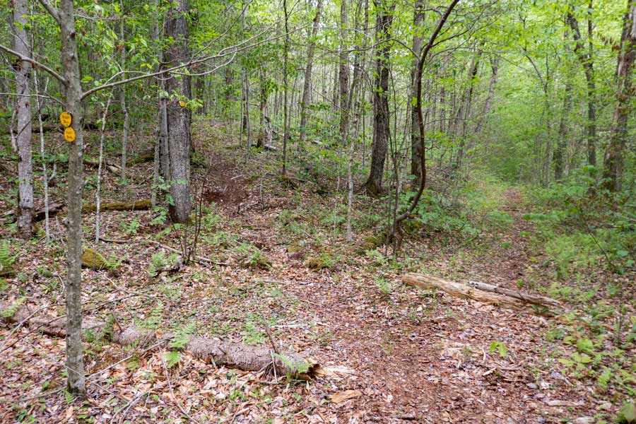 Trail Junction on the Neversink-HardenburghTrail 