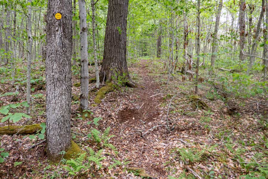 new path near the end of the path near Beaver Kill Brook