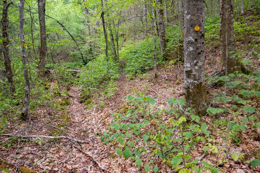 tricky part of the Neversink-HardenburghTrail between Balsam Lake Mountain Wild Forest and Big Indian Wilderness