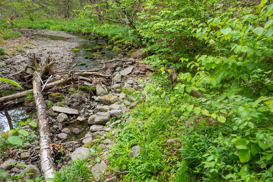 tricky part of the Neversink-HardenburghTrail between Balsam Lake Mountain Wild Forest and Big Indian Wilderness