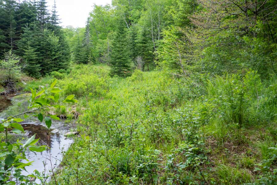 easy section of the Neversink-HardenburghTrail