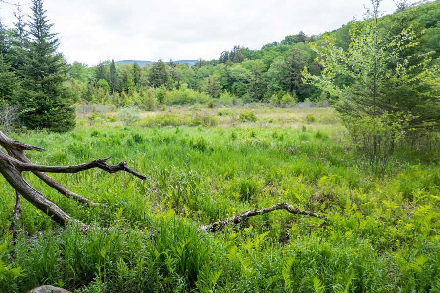 marsh on If you are going to stay at the Fall Brook lean-to, you want to get water at the outflow of the marsh.