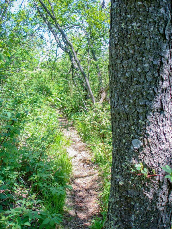 trail south of Windham High Peak