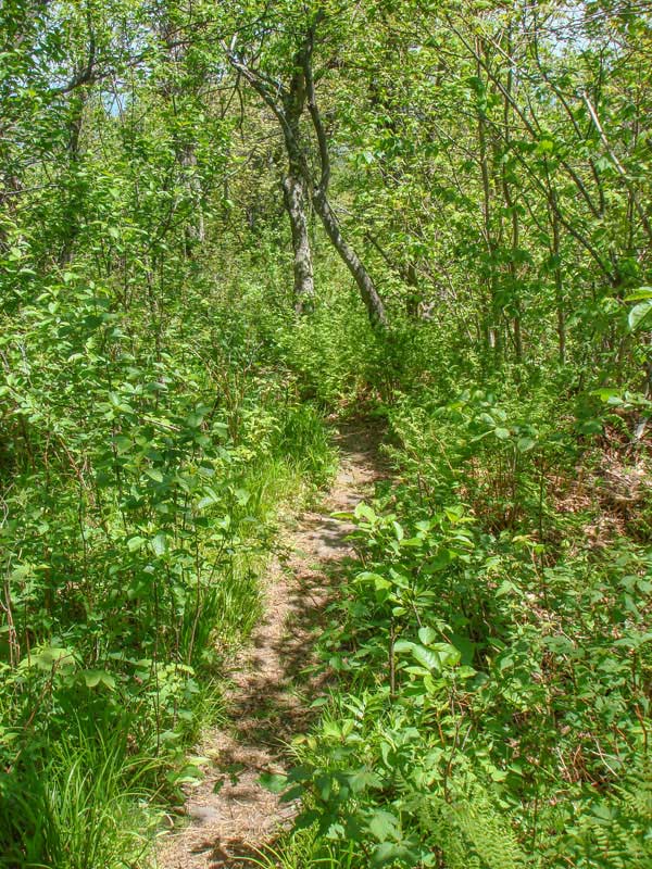 trail below Windham High Peak on the escarpment trail towards burnt knob