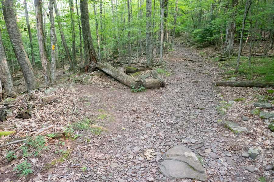 Trail Junction for the Cranberry Bog Trail and Elm Ridge Trail