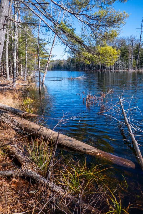 pickerel lake of the trail around the Onteoroa Lake loop of the Bluestone Wild Forest showing the western side of pickerel pond