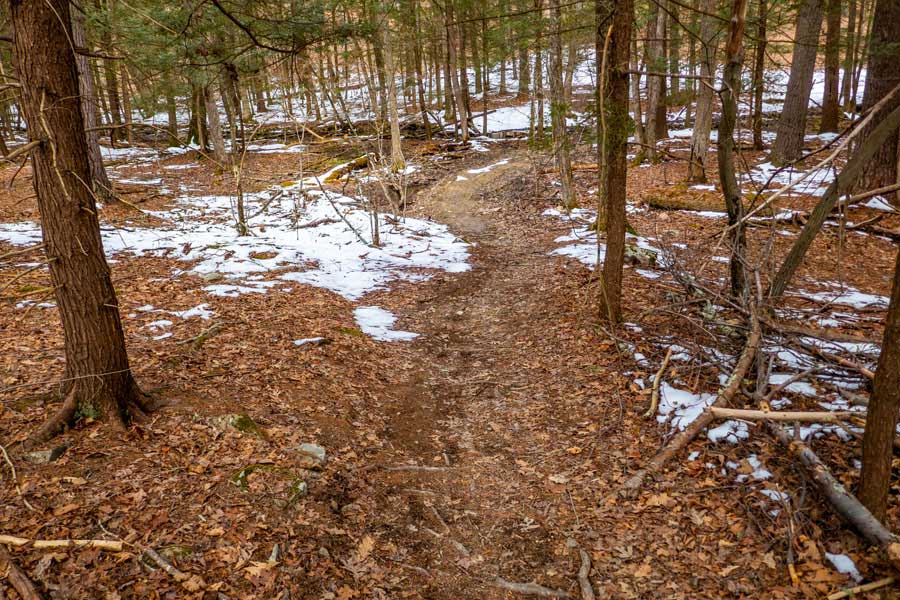 the entrance of the Bear Trail after leaving the Woods Road in the Wintergreen Region of Bluestone Wild Forest