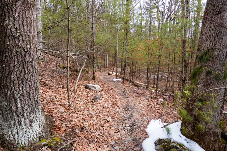 After the creek crossing of the Bear Trail after leaving the Woods Road in the Wintergreen Region of Bluestone Wild Forest