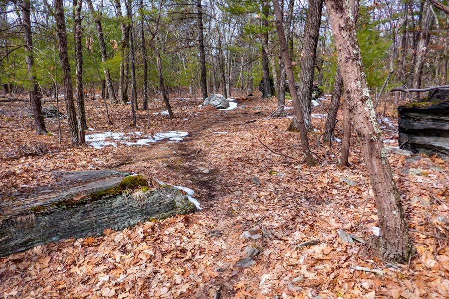 The end of Bear Trail after leaving the Woods Road in the Wintergreen Region of Bluestone Wild Forest