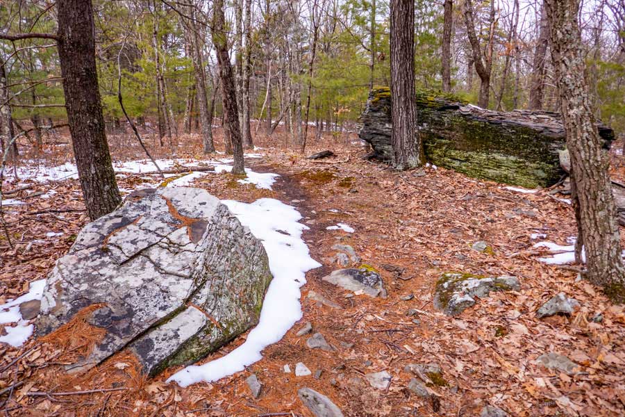 End of the Bear Trail and junction of the Wintergreen Trail in the Wintergreen Region of Bluestone Wild Forest