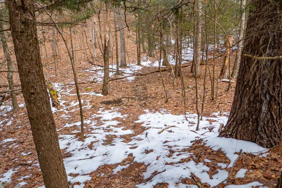 the end of the Cub Trail and junction of the bear Trail in the Wintergreen Region of Bluestone Wild Forest