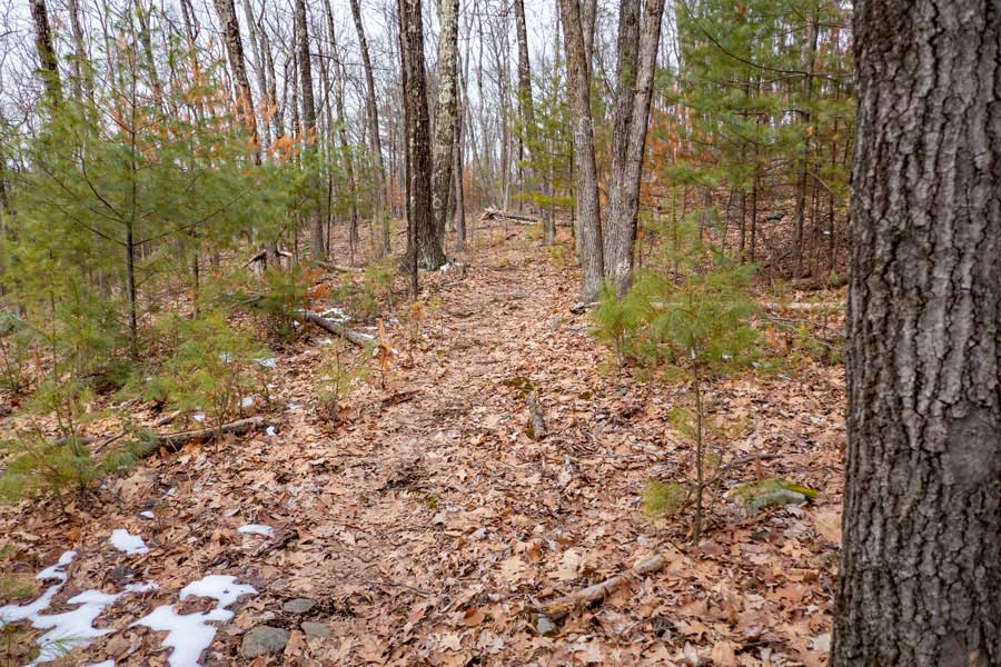 the cub trail in the Wintergreen Region of Bluestone Wild Forest