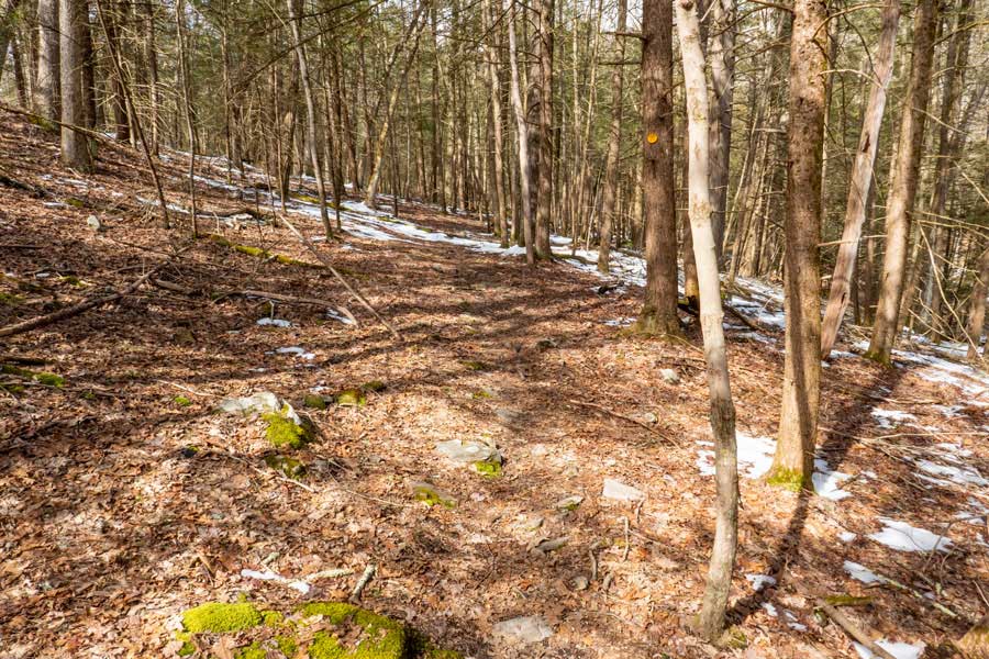 Quilty Trail and side spur trail to the woods road in  the Wintergreen Region of the  Bluestone Wild Forest