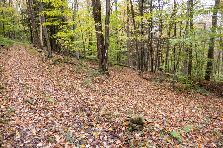 top of the Finger Lakes Trail where in intersects with the Hog Hollow Trail.