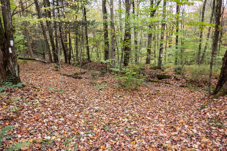Near the top of the Finger Lakes Trail off from Hog Hollow Trail