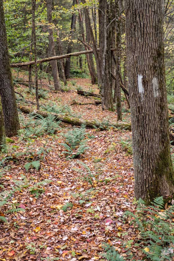 Typical view of the Finger Lakes Trail at the top