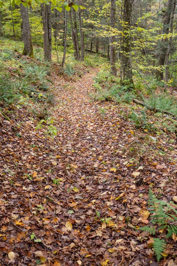 A few area of the Finger Lakes Trail are nicely maintained. 