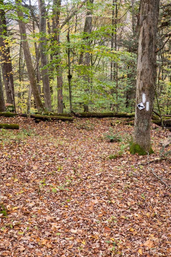 Many unexpected turns of the Finger Lakes Trail