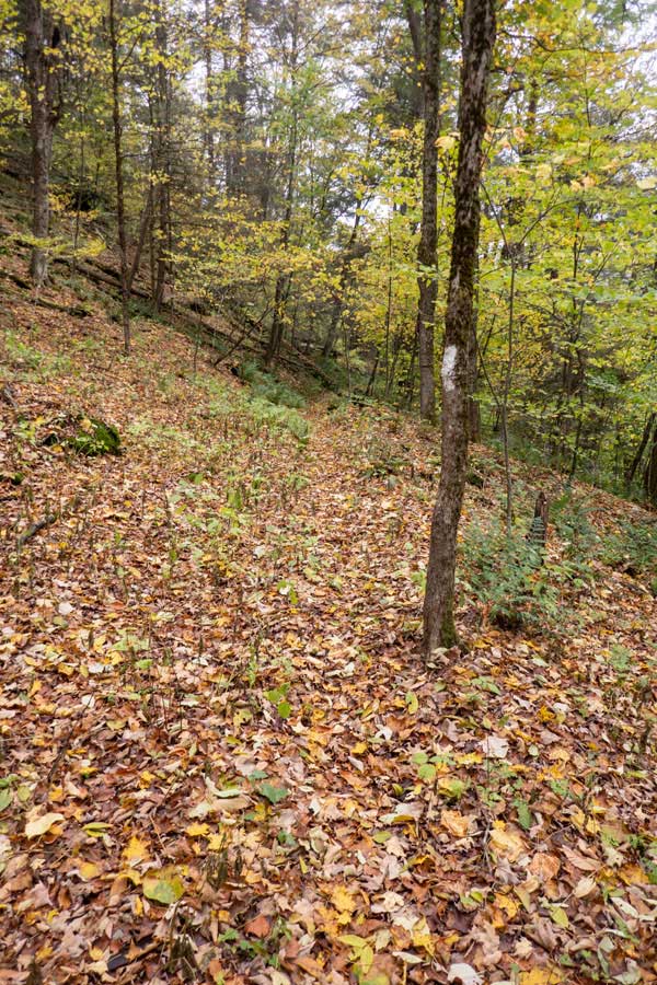 Rerouted trails around fallen trees