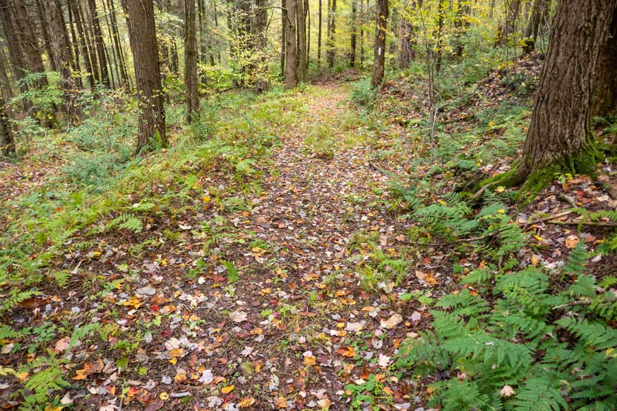 TFinger Lakes Trail goes through a conifer forest about 1/2 way down.