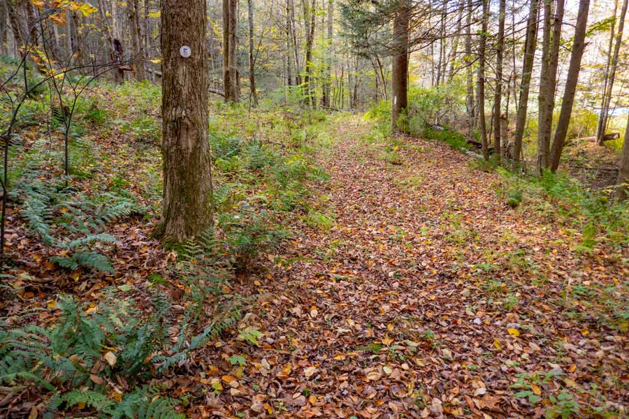 near the end of the Finger Lakes Trail