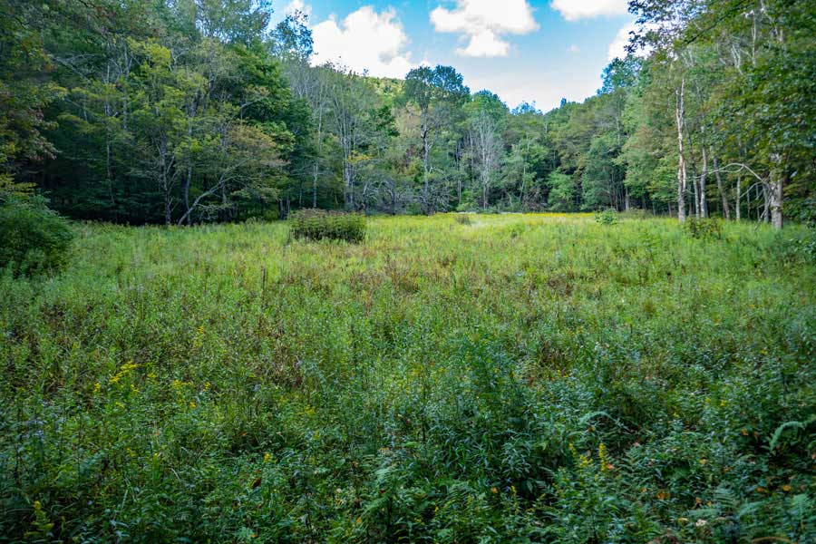 Marsh on the beginning section of the Touch-Me-Not Trail