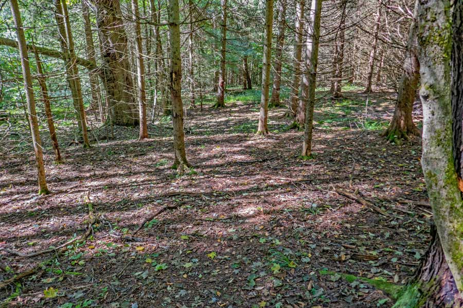 conifer forest section on the approach to Big Pond on the Touch-Me-Not Trail