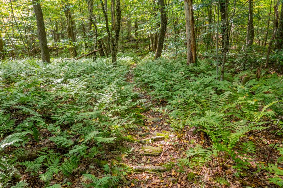 hiking up the eastern base of Cabot Mountain on Touch-Me-Not Trail