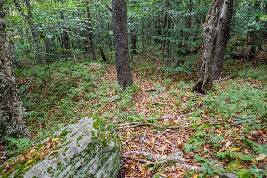 Touch-Me-Not Trail west of the Cabot Mountain Summit