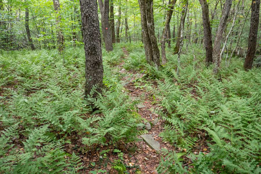 fern glades west of cabot mountain on Touch-Me-Not Trail